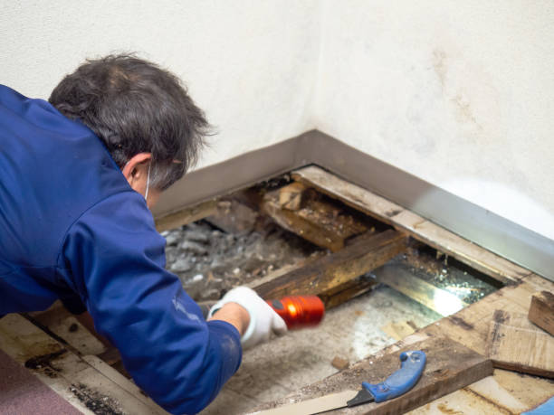Best Mold Cleaning Services  in Ridgewood, IL
