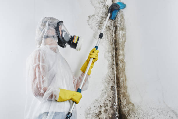 Best Mold Remediation  in Ridgewood, IL