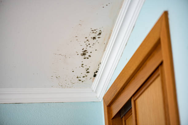 Best Office Mold Removal Services  in Ridgewood, IL
