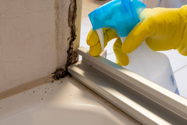 Best Emergency Mold Removal  in Ridgewood, IL