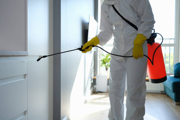 Best Commercial Mold Removal  in Ridgewood, IL