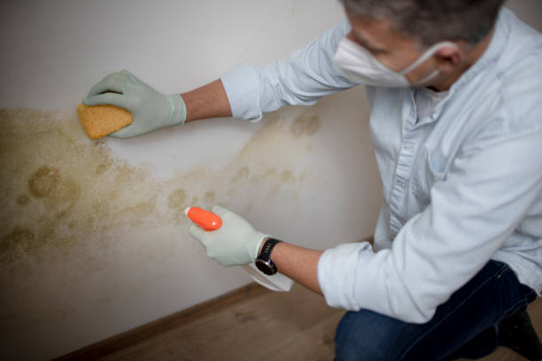 Best Black Mold Removal  in Ridgewood, IL