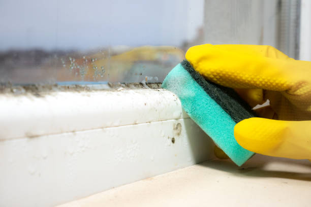 Best Toxic Mold Removal  in Ridgewood, IL