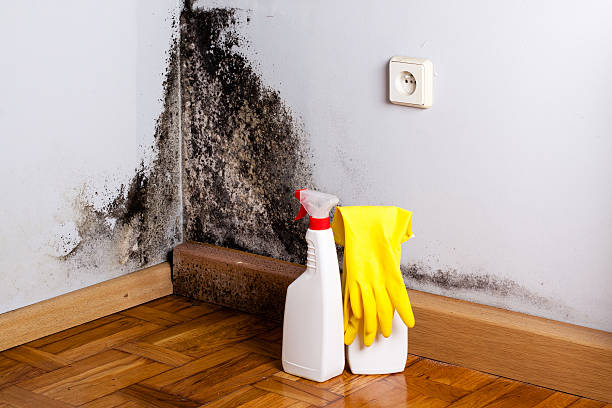 Best Mold Testing  in Ridgewood, IL