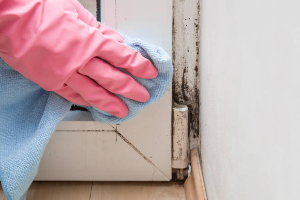 Best Mold Remediation Services  in Ridgewood, IL