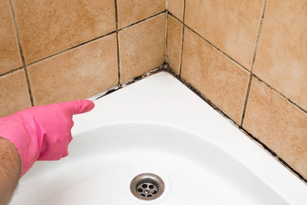 Best Home Mold Removal  in Ridgewood, IL